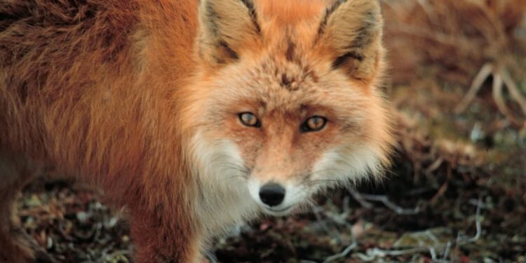 Świętokrzyskie: Szczepienie lisów przeciwko wściekliźnie