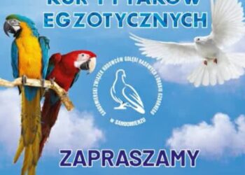 Sandomierz: Wystawa gołębi rasowych, kur i ptactwa egzotycznego