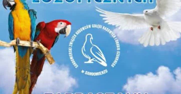 Sandomierz: Wystawa gołębi rasowych, kur i ptactwa egzotycznego
