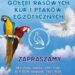 Sandomierz: Wystawa gołębi rasowych, kur i ptactwa egzotycznego