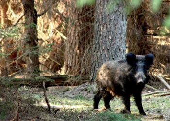 Mielec: Powiat mielecki w strefie niebieskiej ASF !