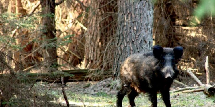 Mielec: Powiat mielecki w strefie niebieskiej ASF !