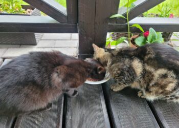 Sandomierz: Bezdomnym kotom z sercem i pomocą