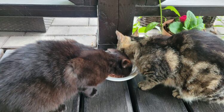 Sandomierz: Bezdomnym kotom z sercem i pomocą