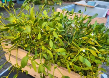 Sandomierz: Bez jemioły ani rusz