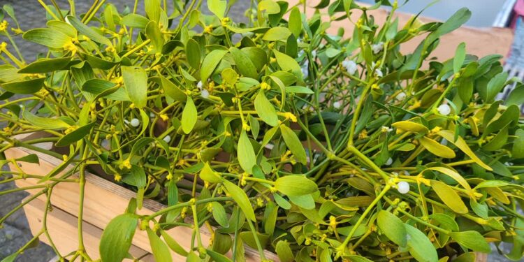 Sandomierz: Bez jemioły ani rusz