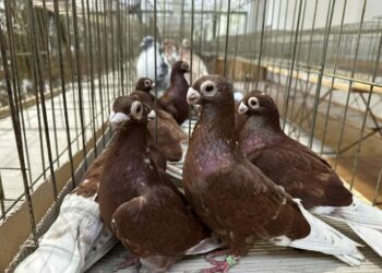 Sandomierz: Wystawa gołębi rasowych, kur i ptactwa egzotycznego