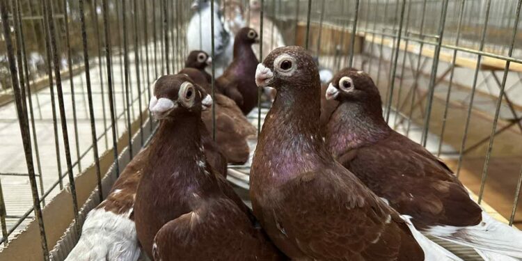 Sandomierz: Wystawa gołębi rasowych, kur i ptactwa egzotycznego