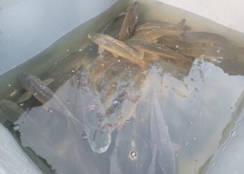 Sandomierz: Karp bezkonkurencyjny