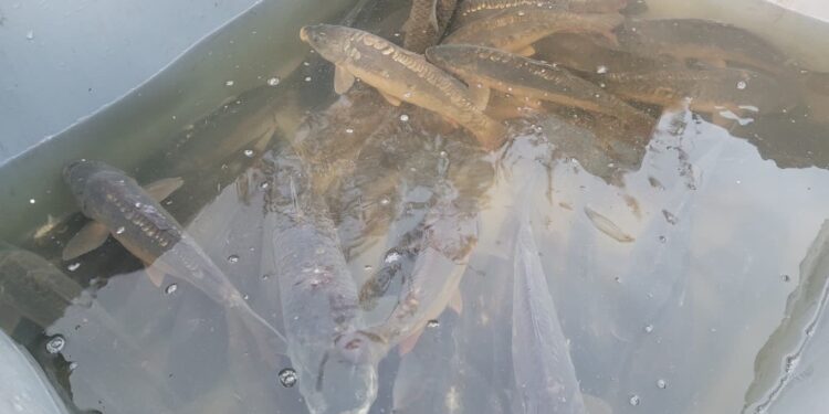 Sandomierz: Karp bezkonkurencyjny