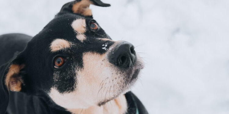Stalowa Wola: Wkrótce otwarcie schroniska dla zwierząt