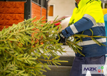Stalowa Wola: W tym tygodniu rusza odbiór żywych choinek