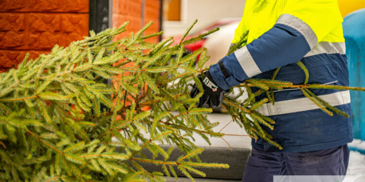 Stalowa Wola: W tym tygodniu rusza odbiór żywych choinek
