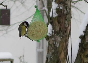 Mielec: Nie zapominajmy naszych skrzydlatych braciach….