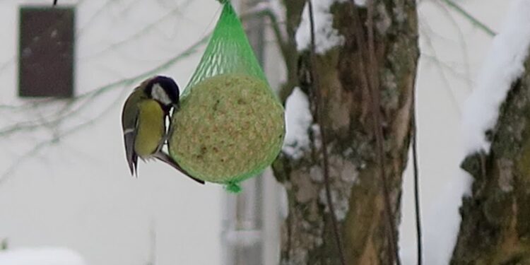 Mielec: Nie zapominajmy naszych skrzydlatych braciach….
