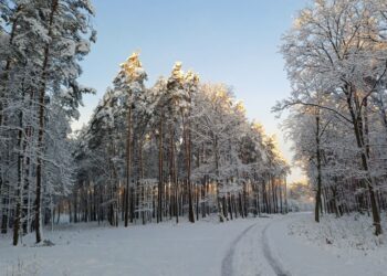 Mielec: Zapraszają na spacer po zimowym lesie….