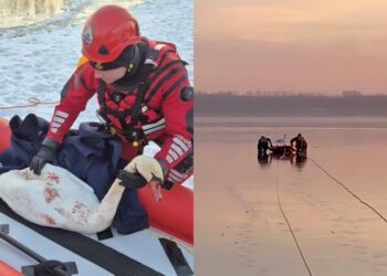 Tarnobrzeg. Łabędź uwięziony w lodzie. Apel strażaków o rozwagę
