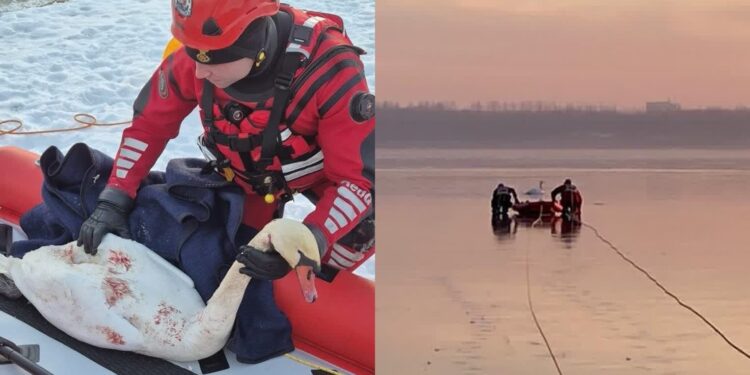 Tarnobrzeg. Łabędź uwięziony w lodzie. Apel strażaków o rozwagę