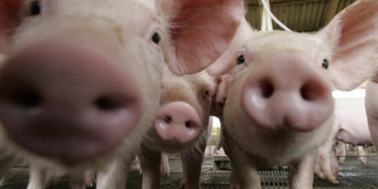 Mielec: Powiat Mielecki  jest bezpieczny od  ASF