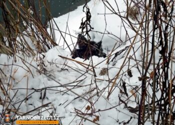 Gorzyce: Uwięziony pies uratowany