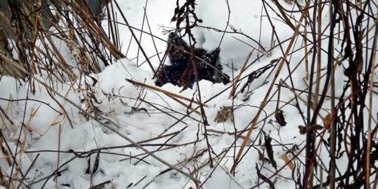 Gorzyce: Uwięziony pies uratowany