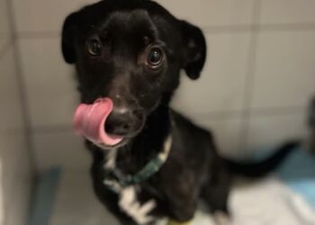 Tarnobrzeg: Z głodu połknął szczura i śmieci – dramatyczna walka o życie psa w Tarnobrzegu