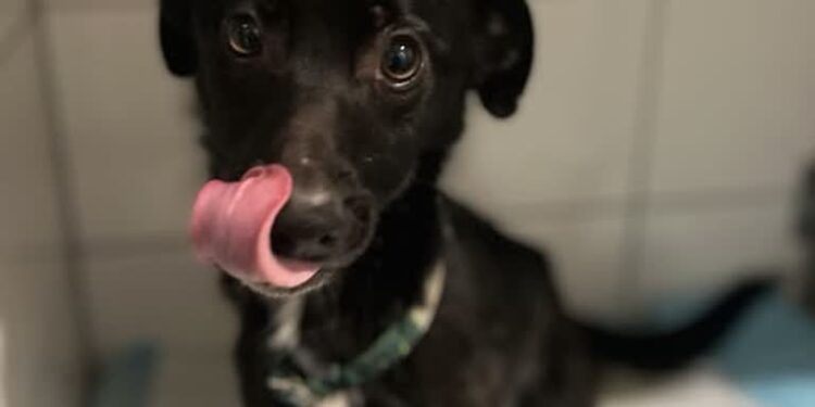 Tarnobrzeg: Z głodu połknął szczura i śmieci – dramatyczna walka o życie psa w Tarnobrzegu