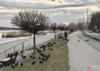 Tarnobrzeg. Uwaga na łyski