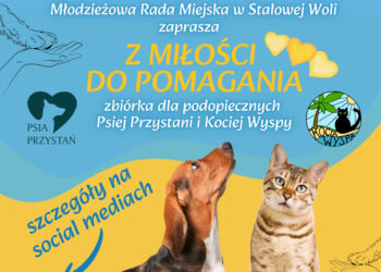 Stalowa Wola: Trwa zbiórka darów dla bezdomnych psów i kotów w mieście
