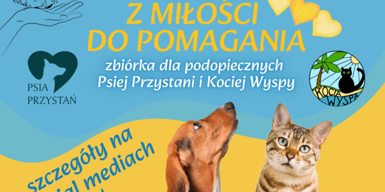 Stalowa Wola: Trwa zbiórka darów dla bezdomnych psów i kotów w mieście