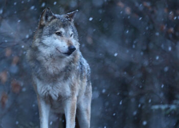 Dębica: Wilki w pobliżu domów