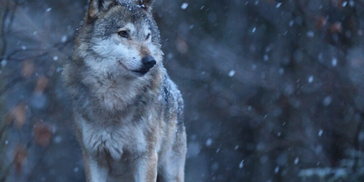 Dębica: Wilki w pobliżu domów