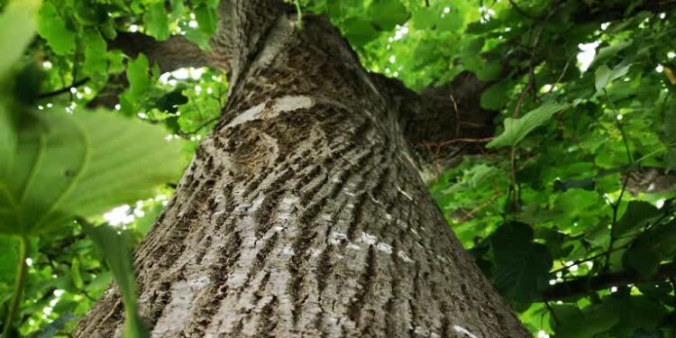 Tarnobrzeg. Wycinanie drzew na posesji. Co wolno, a co wymaga zgody urzędu?