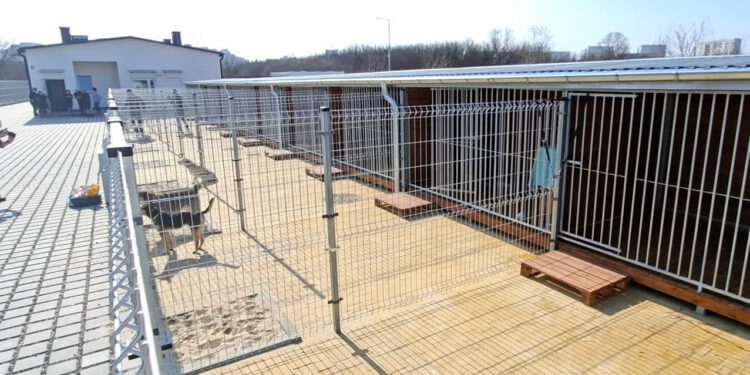 Stalowa Wola: Jubileusz Psiej Przystani i oficjalne otwarcie Schroniska