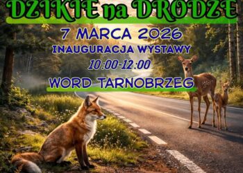 Tarnobrzeg. Poruszająca wystawa. Wernisaż „DZIKIE na DRODZE”