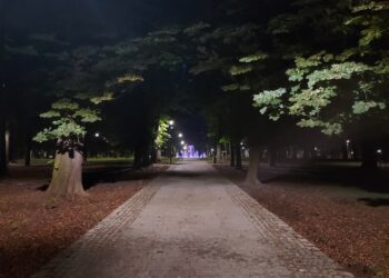 Sandomierz: Usunięto ptasie gniazda w miejskim parku