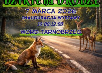 Tarnobrzeg. „DZIKIE na DRODZE”. Wspólna inicjatywa WORD i podkarpackich przyrodników