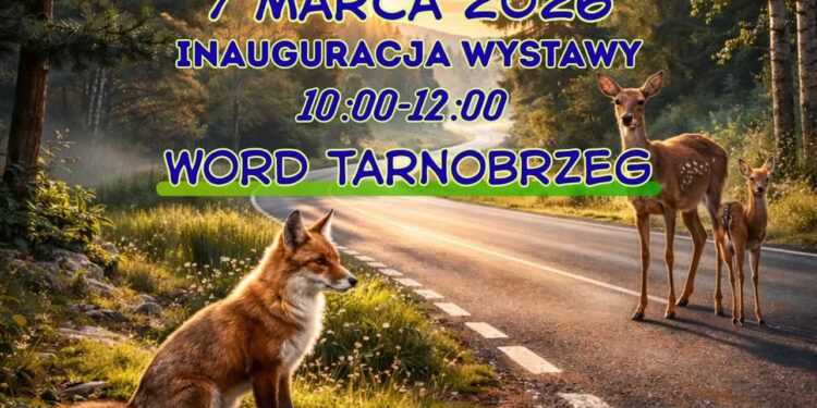Tarnobrzeg. „DZIKIE na DRODZE”. Wspólna inicjatywa WORD i podkarpackich przyrodników