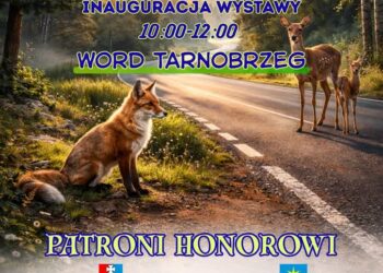 Tarnobrzeg. „DZIKIE na DRODZE”. Wspólna inicjatywa WORD i podkarpackich przyrodników