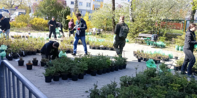 Stalowa Wola: Za nami 12. odsłona akcji 'Drzewko za makulaturę’.