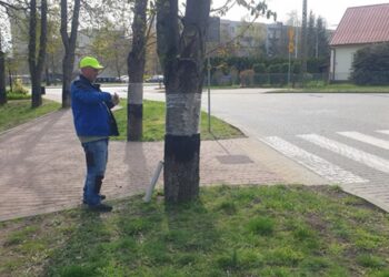 Tarnobrzeg. Drzewa w folii. Ratują kasztanowce przed szrotówkiem