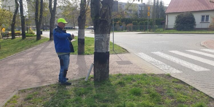 Tarnobrzeg. Drzewa w folii. Ratują kasztanowce przed szrotówkiem