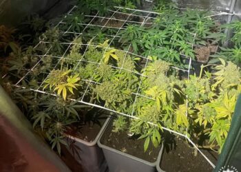 Sandomierz: Nielegalna uprawa konipi na posesji 37-latka