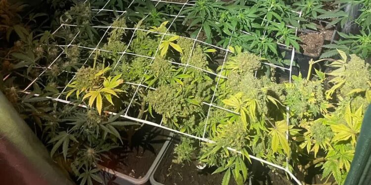 Sandomierz: Nielegalna uprawa konipi na posesji 37-latka