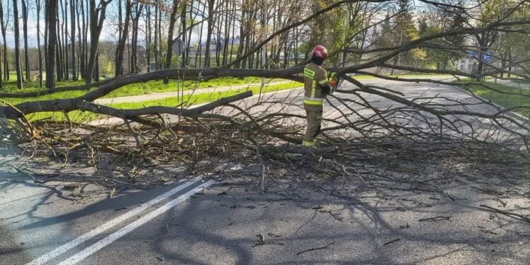 Region: Wiatr dął się we znaki. Strażacy mieli pracowity weekend