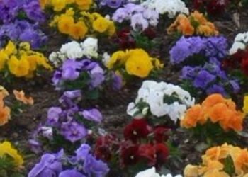 Sandomierz: Kolorowe bratki rozpoczęły wiosenne nasadzenia