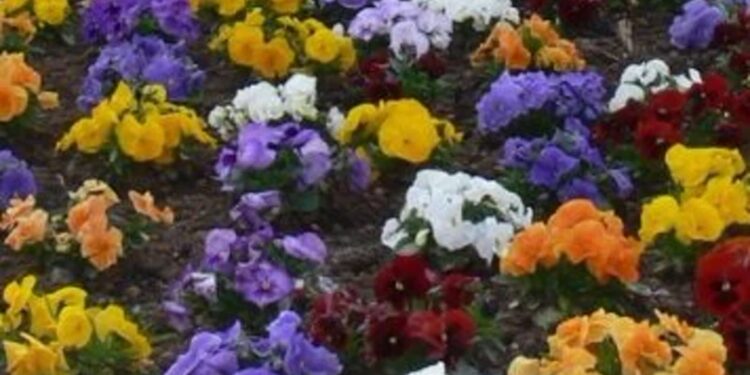 Sandomierz: Kolorowe bratki rozpoczęły wiosenne nasadzenia