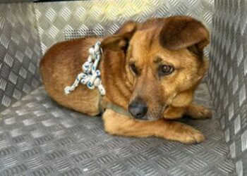 Stalowa Wola: Porzucony pies przywiązany do drzewa. Policja szuka właściciela