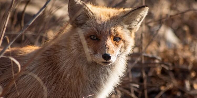 Tarnobrzeg, Podkarpacie. Nie dotykaj szczepionek! Ważny apel weterynarzy