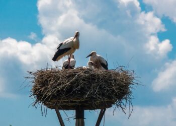 Tarnobrzeg. Wiosenny powrót bocianów. Populacja stabilna, ale zagrożenia są